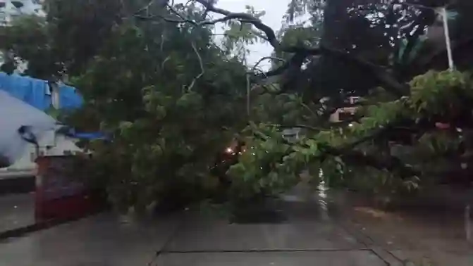Mumbai Rain Tree Collapse Dadar મુંબઈમાં રૌદ્ર સ્વરૂપે વરસ્યો વરસાદ, દાદરમાં વૃક્ષો ધરાશાયી થતાં મોટું નુકસાન, પ્રશાસન દોડતું થયું