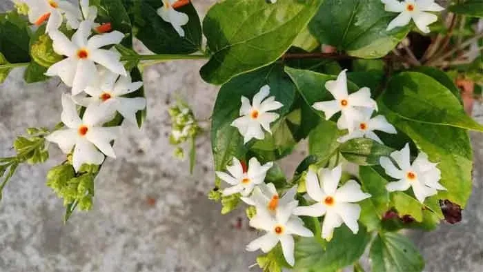 Parijat Plant Vastu Benefits  મુખ્ય દરવાજા પાસે પારિજાત લગાવવો કેટલો યોગ્ય? મા લક્ષ્મીને પ્રસન્ન કરવા માટે આ નિયમો જાણી લો