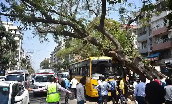 Tree Collapse in Mumbai  મુંબઈના ચેમ્બુરમાં શાળાની બસ પર પડ્યું વિશાળ વૃક્ષ 10 વિદ્યાર્થીઓ ઘાયલ, એક વિદ્યાર્થી ફસાયો