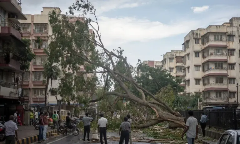 Chembur Tree Collapse  ચેમ્બુરમાં શાળાની બસ પર ઝાડ પડતા વિદ્યાર્થીનું મોત, BMC ના આટલા  અધિકારીઓ સસ્પેન્ડ