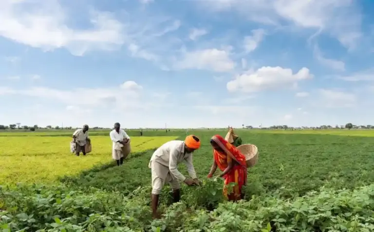Kharif Sowing Status  ખેતીમાં રોનક! રાજ્યમાં 56% ખરીફ વાવણી સંપન્ન, સોયાબીન અને કપાસ બન્યા ખેડૂતોના 'ગોલ્ડન ક્રોપ'.