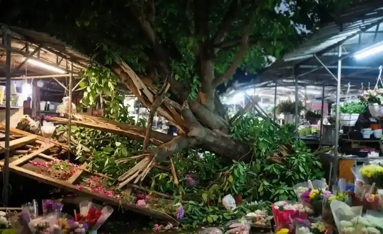 Mumbai Dadar Tree Collapse   Mumbai Dadar Tree Collapse મુંબઈના વ્યસ્ત દાદર ફૂલ બજારમાં મોડી રાત્રે એક મોટું વૃક્ષ ધરાશાયી થયું