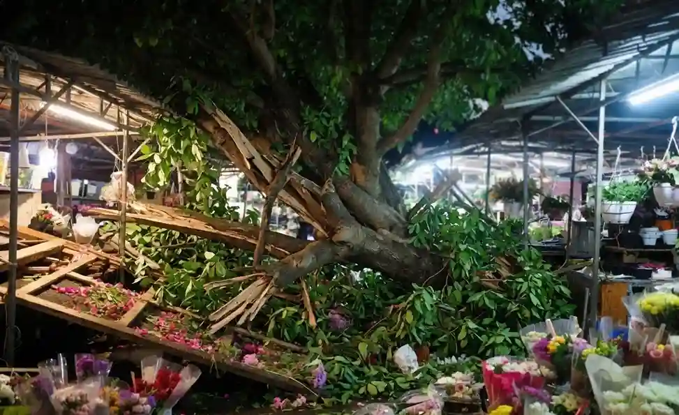 Mumbai Dadar Tree Collapse Mumbai Dadar Tree Collapse મુંબઈના વ્યસ્ત દાદર ફૂલ બજારમાં મોડી રાત્રે એક મોટું વૃક્ષ ધરાશાયી થયું