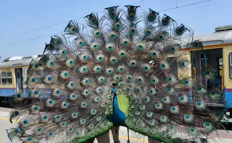 Peacock Rescue Operation રેલવે સ્ટાફ બન્યો દેવદૂત,ભુસાવળબડનેરા મેમુ ટ્રેનના કપલિંગમાં ફસાયેલા મોરને સુરક્ષિત રીતે બહાર કાઢ્યો