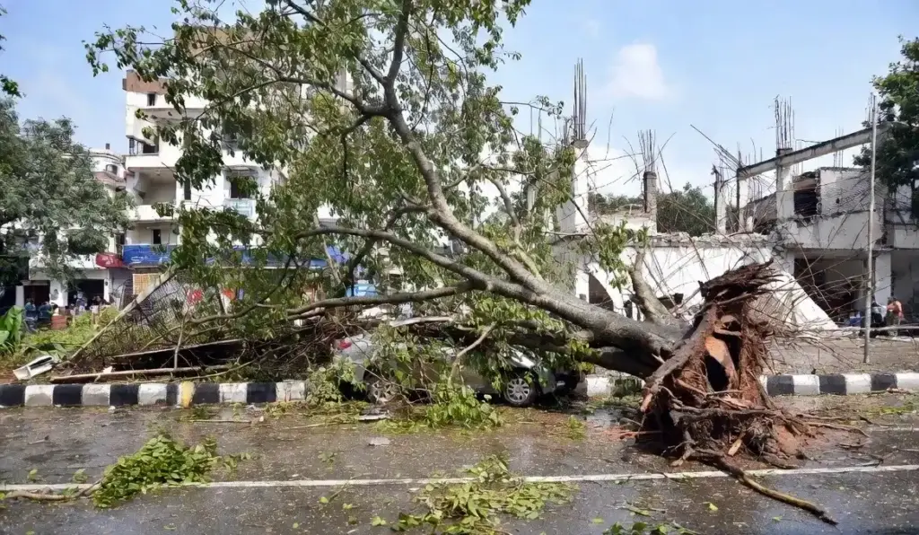 Santacruz Tree Collapse સાંતાક્રૂઝમાં વૃક્ષ ધરાશાયી થવાની ઘટના ૮ લોકો ઈજાગ્રસ્ત, મુંબઈમાં એક જ દિવસમાં ૯૧ વૃક્ષો પડ્યા
