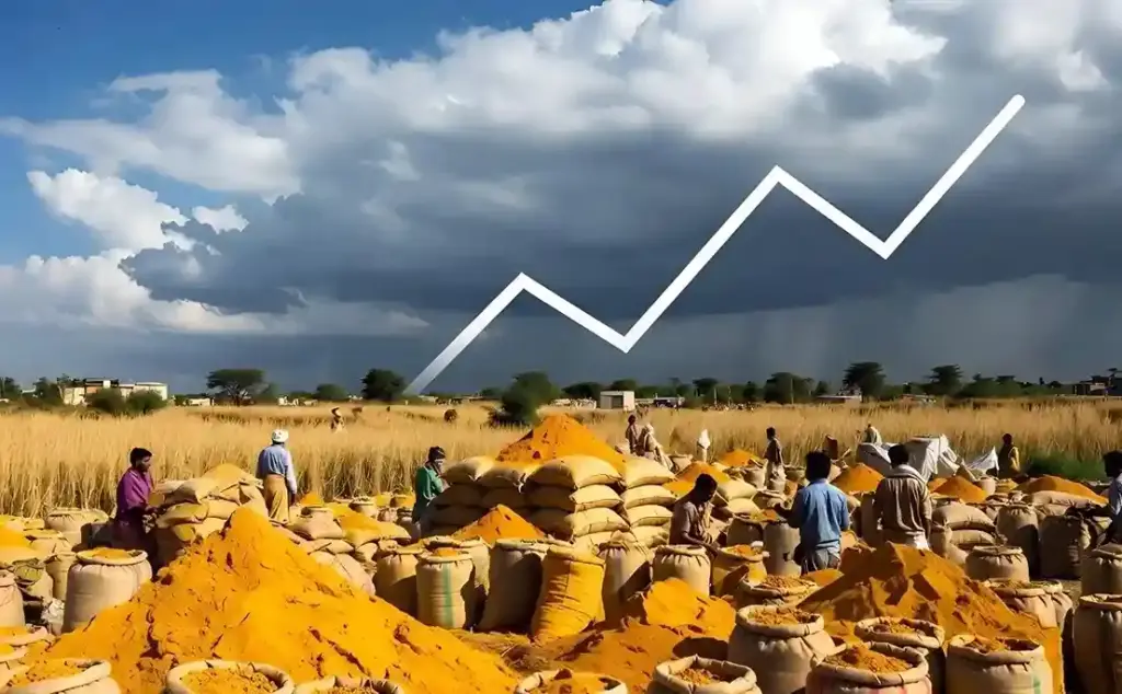 Turmeric Prices rise વરસાદની ખેંચ સાથે હળદરમાં તેજીનો પવન ફૂંકાયો