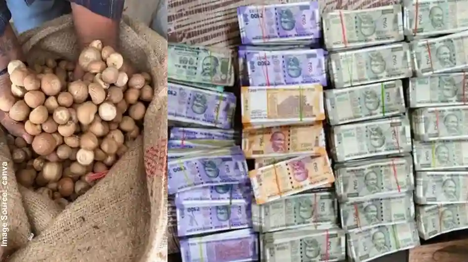 DRI Busts Betel Nut Import Scam ડિરેક્ટોરેટ ઓફ રેવન્યુ ઇન્ટેલિજન્સ (DRI) દ્વારા સોપારીની આયાતમાં સાફ્ટા (SAFTA) કરારના મોટા પાયે ગેરકાયદે ઉપયોગ અને દાણચોરીના નેટવર્કનો પર્દાફાશ