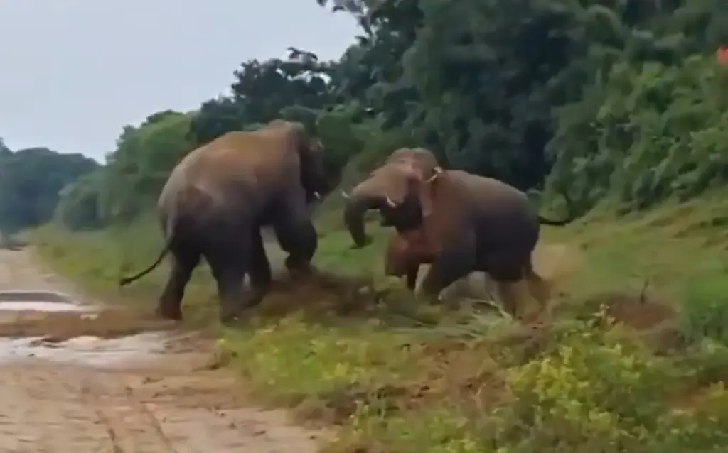 Jhargram Elephant Battle ઝારગ્રામમાં બે જંગલી હાથીઓ વચ્ચે ભયાનક લડાઈ, ફેમસ 'રામલાલ' હાથી પર બીજા દંતશાસ્ત્રીએ કર્યો હુમલો