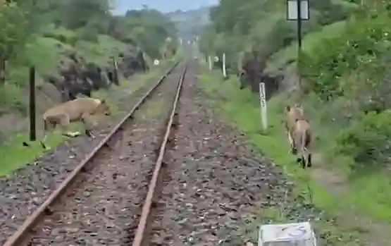 Loco Pilots Stop Train Save Lions રેલવે ટ્રેક પર અચાનક આવી પહોંચ્યા ૫ સિંહ, લોકો પાઈલટ્સે સમયસૂચકતા વાપરીને આ રીતે બચાવ્યા
ની સતર્કતાથી ટળી મોટી દુર્ઘટના, રેલવે ટ્રેક પર આવી ગયેલા ૫ સિંહોનો જીવ બચાવ્યો, વીડિયો વાયરલ