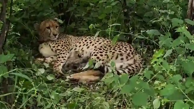 Kuno National Park Cheetah Cubs ગુડ ન્યૂઝ કૂનો નેશનલ પાર્કમાં ગૂંજી કિલકારી! ભારતમાં જન્મેલી માદા ચીત્તાએ ૪ બચ્ચાંને આપ્યો જન્મ
